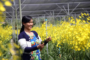 Oncidium/Orchidée Oncidium jaune/fleur d'orchidée danseuse - Product Image 6