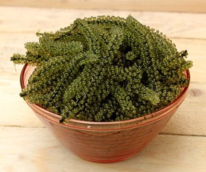 สาหร่ายทะเลคุณภาพสูง / สาหร่ายทะเล - Product Image 5