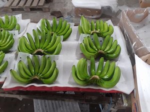 Wholesales <b>Fresh</b> Green <b>Banana</b> / <b>Banana</b> Chips - Product Image 3