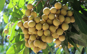 ลุงตองสด / ลุงตองอาริลัส - Product Image 4