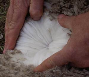 ขนแกะสีขาวมันเยิ้ม/ไม่มีสี - Product Image 2