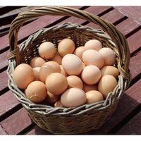 Œufs de poule frais de table Cobb 500 & Ross 308 blancs 60g Afrique du Sud pour poulets - Durée de conservation de 6 mois