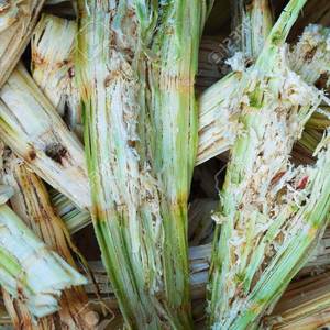 Déchets de canne à sucre à prix avantageux provenant de la sucrerie - Product Image 5