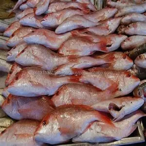 Pargo rojo congelado, comida de mar y congelada