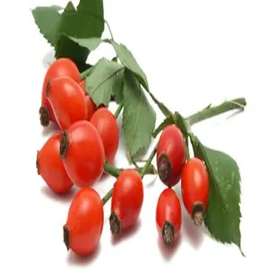 Bulk Wholesale Pure Rosehip Oil Cold Pressed Carrier oil Free Sample for Skin Care and Cosmetic Use