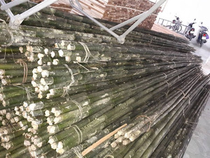 เสาไม้ไผ่แข็งแรงขนาดใหญ่ในเวียดนาม - Product Image 3