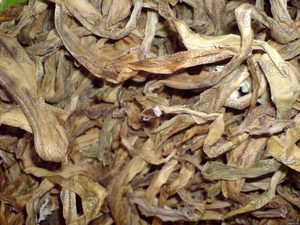 CRINUM SECO DE VIETNAM DE ALTA CALIDAD Crinum Latifolium MEJOR PRECIO OFERTA - Product Image 5