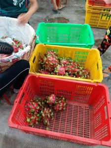 Pitaya blanche/pitaya rouge, vente chaude, origine Vietnam - Product Image 6