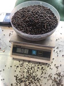 Phalco Vietnam Poivre Noir 500g Séché Qualité Internationale Herbe Épice Frit AD Processus Prix Compétitif ASTA Grade 6 Ans - Product Image 2