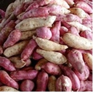 Katana — pomme de terre sucrée, fraîche, de haute qualité, du vietnam - Product Image 2