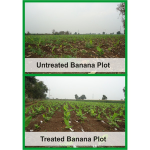 ปุ๋ยอินทรีย์ที่ดีที่สุดสำหรับการปรับปรุงคุณภาพของส้มในออสเตรเลีย - Product Image 3