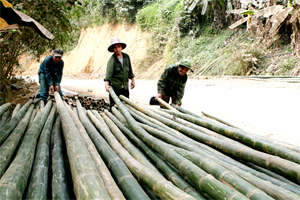 ขายส่งไม้ไผ่ดิบคุณภาพสูงราคาถูกสำหรับวัสดุก่อสร้างจากซัพพลายเออร์เวียดนาม - Product Image 5