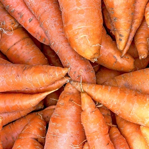 Zanahorias Rojas Frescas Largas Certificadas ISO, Cosecha 2018, Más Vendidas (Color Rojo) - Product Image 2