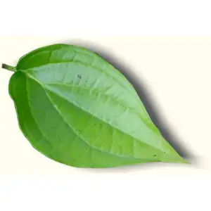 100% Natural Betel Leaf Essential Oil Manufacturer for Scented Candle Making with MSDS and Other Certifications