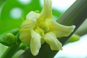 ดอกไม้มะละกอสด/ดอกไม้แห้งคุณภาพดีที่สุดในเวียดนาม - Product Image 5