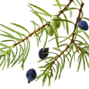 Aceite Esencial Puro de Cade, Destilado en España, Antiarrugas y Reafirmante - Product Image 1