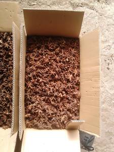 Phalco Vietnam Company's Star Anise Big Flower Buen sabor Precio de fábrica Proceso seco mezclado Estilo Secado Solo especias y hierbas - Product Image 3