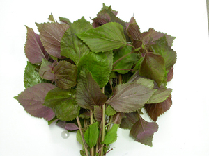 PERILLA verde SHISO de Vietnam - Product Image 3