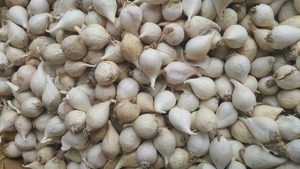 LONELY GARLIC - Ail vietnamien de haute qualité, en gousses individuelles - Product Image 6