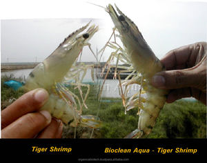 Meilleur conservateur probiotique pour poissons sous forme de poudre pour l'aquaculture et les écloseries en provenance de Chine - Product Image 3