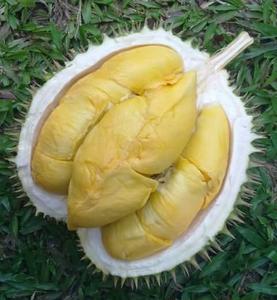 WHOLESALE 100% <b>Fresh</b> Vietnamese <b>Durian</b> in 2024 - Product Image 2
