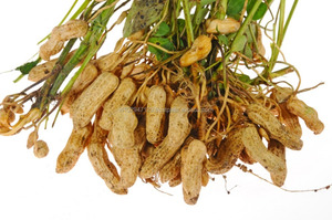 Rizobacterias que Promueven el Crecimiento de las Plantas para la Producción de Maní - Product Image 3