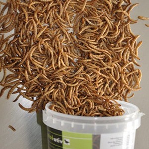 Pupa de Gusano de Seda Seca Premium, Polvo de Proteína Natural, Suplemento Alimenticio para Animales Pequeños, Potenciador Nutricional, <span class=keywords><strong>Aditivo</strong></span> Alimentario de Alta Calidad - Product Image 5