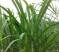 Olifant Gras Uit Vietnam