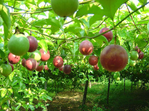 FRESH PASSION ผลไม้/แช่แข็ง PASSION ผลไม้สำหรับเกาหลีตลาด2020 - Product Image 5