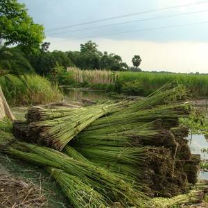Produit bangladais en fibre de jute à cinq brins Tossa à motif brut - Product Image 6