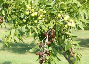 Noix de savon de qualité supérieure au Viet Nam - Product Image 4
