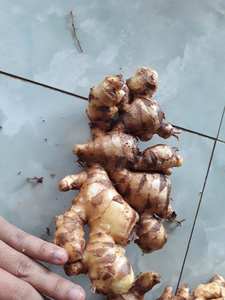 MEILLEUR Prix Gingembre Frais-VIET NAM - Product Image 3