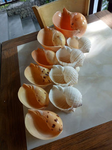 Vente en gros de coquillages d'ormeau Coquillage marin de haute qualité pour l'art et la décoration - Product Image 2
