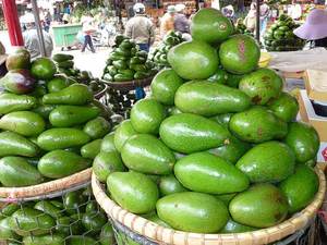 Wholesale High Standard <b>Fresh</b> <b>Avocado</b> From Vietnam - Product Image 4