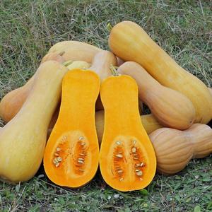 ที่มีคุณภาพสูงแช่แข็ง Cucurbita Moschata - Product Image 3