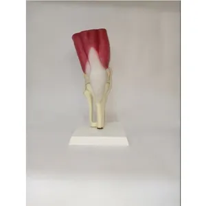 모델 무릎 관절 교육 모델 무릎 관절 근육