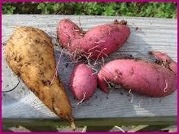 Venta al por Mayor de Camote de Vietnam - Marca Viet Delta, MOQ de 1000 kg, Vida Útil de 3-4 Meses - Product Image 3