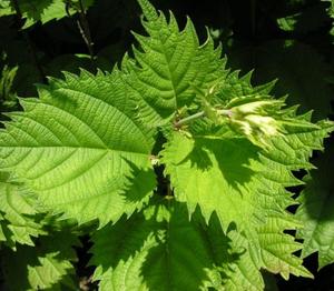 Feuilles d'<span class=keywords><strong>Ortie</strong></span> piquante séchées brutes de qualité supérieure naturelle Urtica Dioica à vendre - Product Image 6
