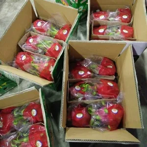 Vietnam Dragon Fruit packing 10kg box - Ms.Holiday/ whatsapp +84 845 639 639