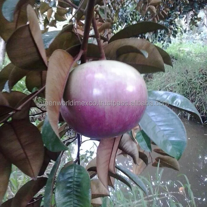 COMPETITIVE PRICE - PREMIUM QUALITY STAR APPLE