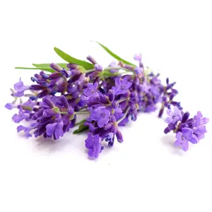 Excellent Quality Lavender Essential Oil 30ml /50ml /100ml with Glass Dropper