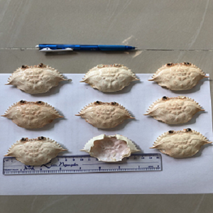 เปลือกปูแห้งธรรมชาติ 100% ขนาดใหญ่ สำหรับร้านอาหารทะเลและอาหารยำ - Product Image 3