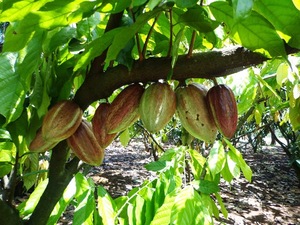 ผงโกโก้/โกโก้/ผลไม้โกโก้/ - Product Image 3