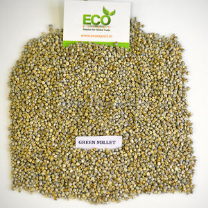 Millet vert indien pour l'alimentation des poulets/les oiseaux - Product Image 6
