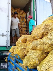 ขิงสดสีเหลืองเผ็ดเวียดนาม ANGLE VIET DELTA ได้รับการรับรองมาตรฐาน HACCP อายุการเก็บรักษา 6 เดือน - Product Image 2