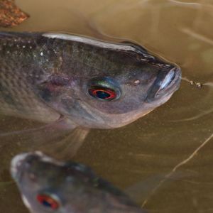 Health Booster <strong>Feed</strong> Additives for Efficient Catfish Farming - Product Image 6