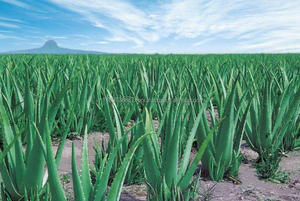 Aloevera-Polvo de fabricación en Vietnam - Product Image 4