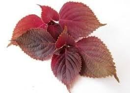 PERILLA verde SHISO de Vietnam - Product Image 2