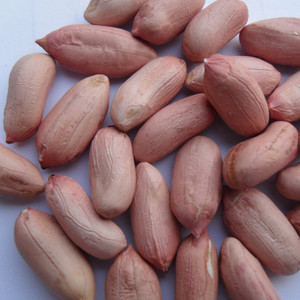 BIG MARKET VIET NAM RAW <strong>PEANUT</strong>/ FRIED <strong>PEANUT</strong> WHOLE SALE 2021 - Product Image 2