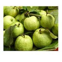 Verse Guave/Guave Fruit Verkocht In Bulk